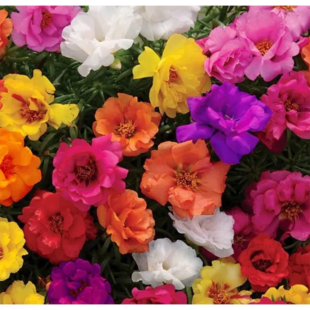 4 PACKS OF 10000 MIXED MOSS ROSE SEEDS PORTULACA GRANDIFLORA MIX FAST SHIPPING